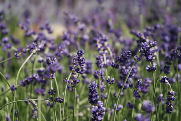 landscape of lavender flowers in purple