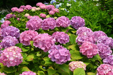 紫陽花の里　紫陽花祭り