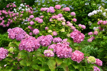 紫陽花の里　紫陽花祭り