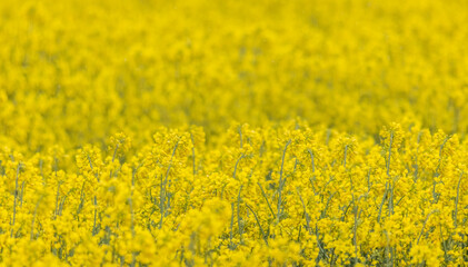 Yellow rapse field in summer, blooming field nature background, selective focus