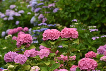 紫陽花の里　紫陽花祭り