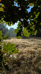 Forest landscape of the morning forest in autumn.