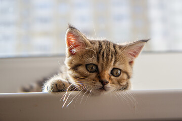 cat on the window