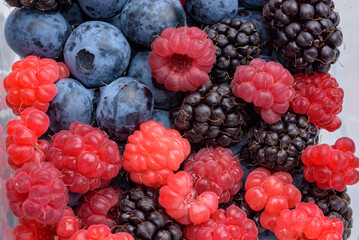 Various berries harvested (blueberry, blackberry, raspberry)