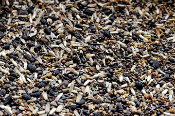 Macro view of seeds. Background of mix of different species of wild flowers seeds to plant honey...