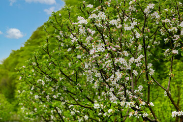 Fototapeta na wymiar Apple garden, blossom on tree. Flowering orchard in spring time. Seasonal background.