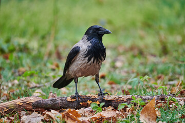 Hooded crow (Corvus cornix)