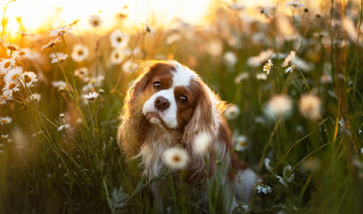 Cavalier dog in the flowers