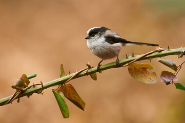 A cute long-tailed tit (Aegithalos caudatus)