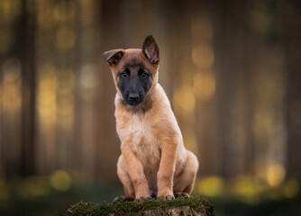 german shepherd puppy