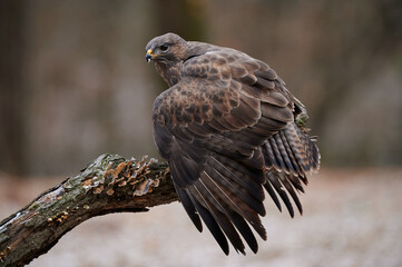 European Buzzard perched on a branch