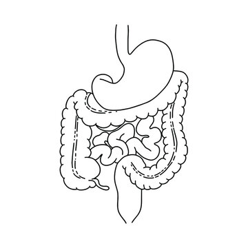 Outline Of Human Digestive System Images – Browse 8,147 Stock Photos ...