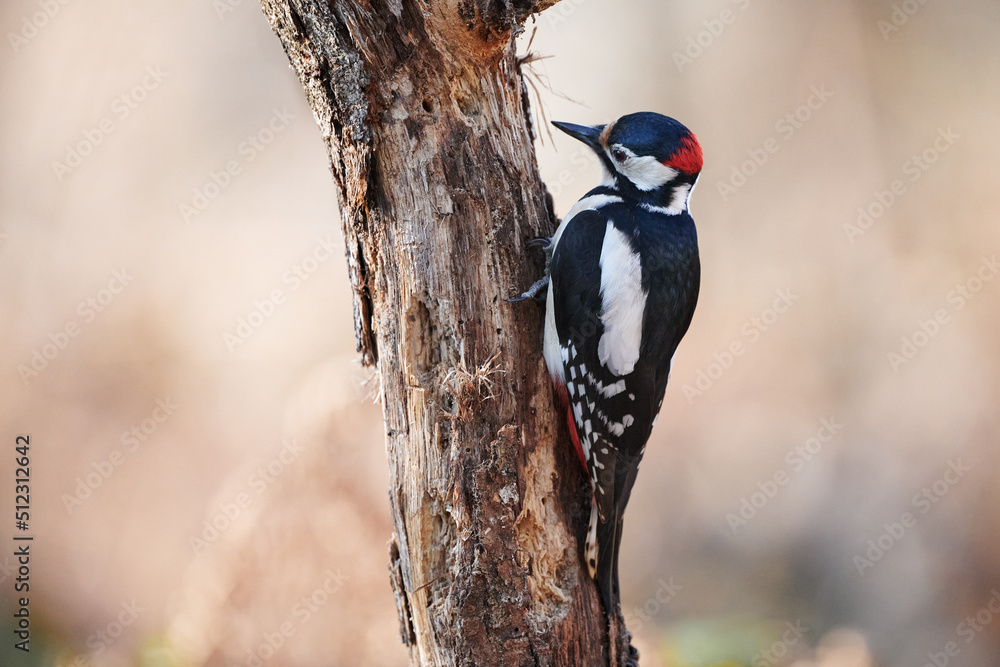 Sticker Male great-spotted woodpecker