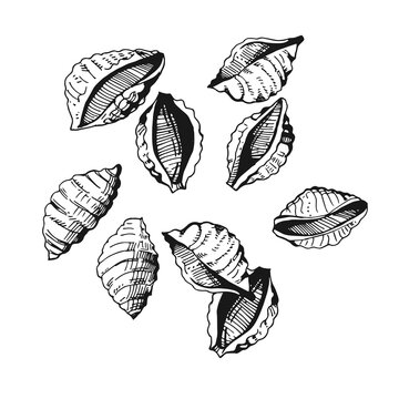 Collection Shells shaped pasta conchiglie. Hand-drawn sketches. Vintage style engraving