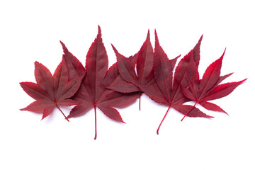 Vivid red autumn leaves border on white