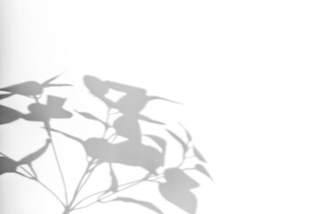 Shadows from plants on a white wall. Pattern from the leaves of flowers, bushes or trees. Beautiful background of plant leaves.