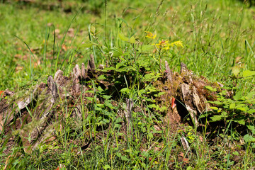 Old tree stump in the forest closeup.