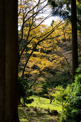 秋の自然風景　色づく森