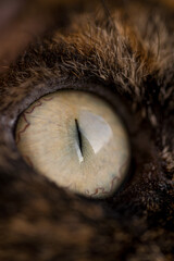 A very close view of a detailed cat's eye in warm brown hues. Vertical view background.