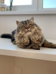 British long-hair cat stay near the window
