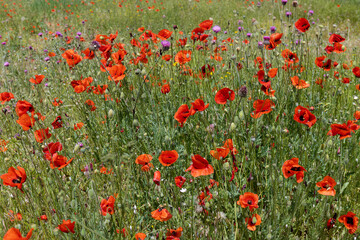 Flowers Red poppies blossom on wild field. Beautiful field red poppies with selective focus. soft light. Natural drugs. Glade of red poppies. Lonely poppy. Soft focus blur