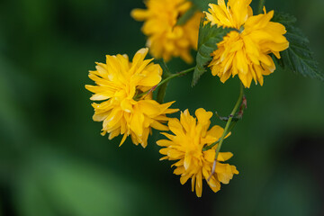 blur effect. japanese yellow rose. Spring.