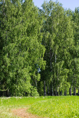 country road in a field among white dandelions