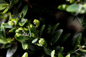Obraz na płótnie Canvas parasites on greenery. green leaves close-up.