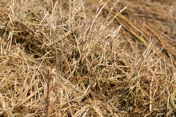 Haystack or hay straw. Mowed dry grass (hay) in stack on farm field. Hay pile stack farmer mowed for animal feeding. Bale of hay harvest.