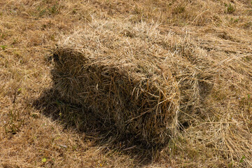 Haystack or hay straw. Mowed dry grass (hay) in stack on farm field. Hay pile stack farmer mowed for animal feeding. Bale of hay harvest.
