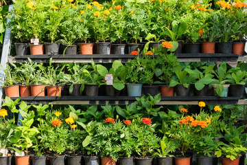 Decorative potted plants are for sale. Garden store with flowers. Seedlings in containers in local...