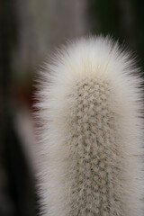 Close up detailed white cactus plant on dark background. Succulent in greenhouse,