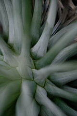 Obraz premium Abstract nature background in gray green and blue colors. Botanical moody shot with place foe text or other design.