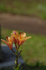 Fototapeta premium 百合の花と草原