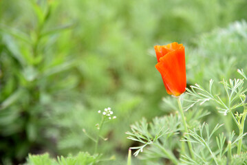 Red flower of the Papaveraceae Ashsholtsia on a green bush in the garden