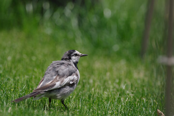 東京赤坂にある東京ミッドタウンのハクセキレイと芝生