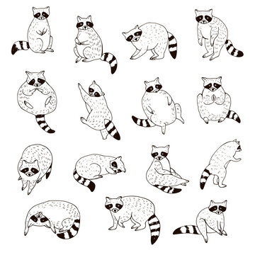 Raccoon forest animal vector line illustrations set