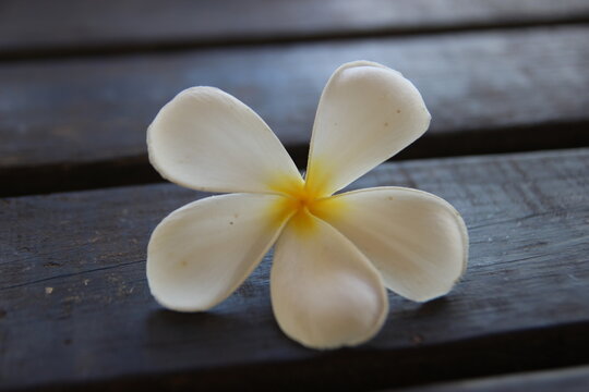Plumeria in saipan