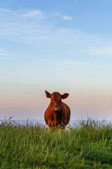 A Cow on Ditchling Beacon in Sussex on a Sunny Summers Evening