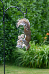 A Grey Squirrel Perched on a Bird Feeder in a Sussex Garden
