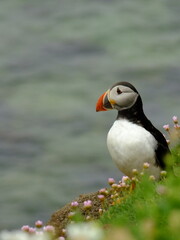 Atlantic puffin (fratercula arctica) seabird on the cliff with flowers with space for text. Saltee Island.