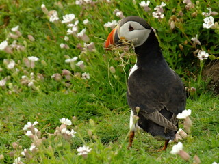 Puffin seabird (fratercula arctica) in white flowers and green scenery Saltee Island Ireland