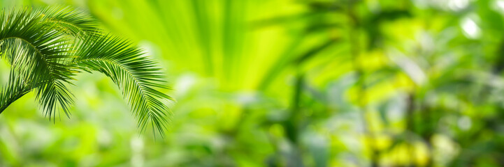 palm leaves on green blurred tropical vegetation background, sunshine on exotic plants in a greenhouse, fresh botanic concept with copy space