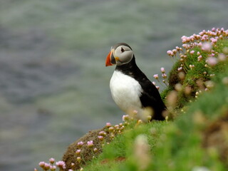 Fototapeta premium Puffin seabird (fratercula arctica) on the cliff with flowers with space for text. Saltee Island