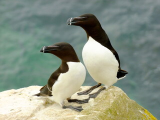 Razorbill (razor-billed auk or lesser auk) on the cliff above Atlantic Ocean. Saltee Island