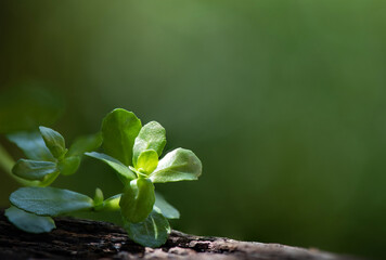 Brahmi or bacopa monnieri tree on nature background.