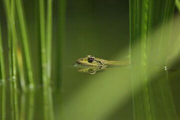 frog in the pond