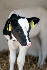 portrait of young black and white spotted calf in straw