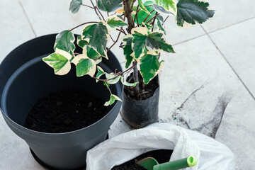 Planting pot plant ivy, replacing or care of home garden, balcony and terrace gardening concept
