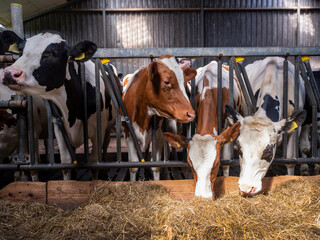 red and black spotted cows feed inside dutch farm in holland